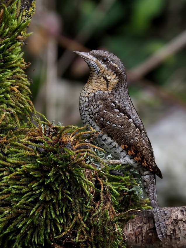 Torcicollo (Jynx torquilla) svernante